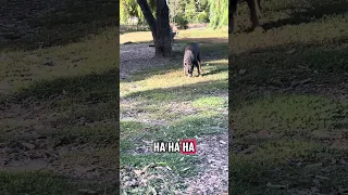 #fyp #dream #doberman #pets #youtube