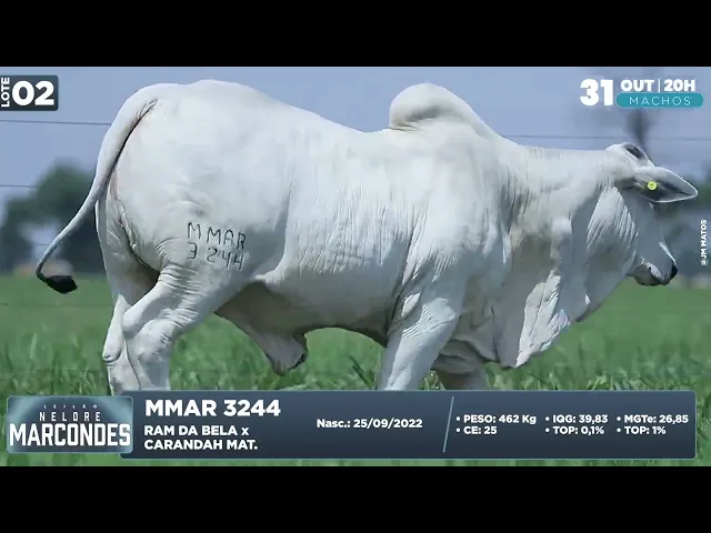 Garrote Nelore MMAR-3244