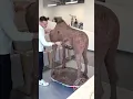 Chocolate Giraffe! 馃 This 8.3ft tall 100% chocolate sculpture is my biggest creation yet!