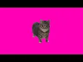 Download Lagu OIIA OIIA Neon Cat 🐱 | EDM Trance Remix (Gata Cibernética)
