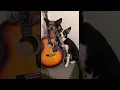 Download Lagu Anjing Musikal Memainkan Gitar || ViralHog