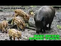 Download Lagu Suara Bagong / Babi Hutan Betina Birahi / Bagong Hutan perawan | 1 jam nonstop