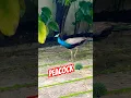Download Lagu Peacock 🦚🥰🥰#shorts #trending #viral #short #peacock