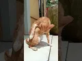 Download Lagu kucing mandi kelaparan jilat badan