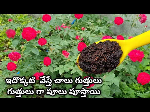 Download MP3 Nursery secret to get more flowers | Homemade  fertilizer for rose plants | how to grow more roses