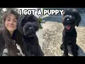 I GoT A 35LB GIANT SCHNAUZER PUPPY puppy vlog