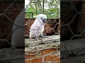 Download Lagu LUCU❗️PINTAR BICARA BURUNG KAKAK TUA