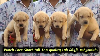 7981213405 top quality punch Face short tail Lab puppies for sale in telugu Aj pets