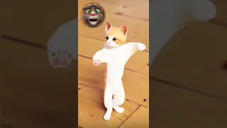 لولو لولو لولو الحلوة لولو توم المتكلم قطة مشمشية 