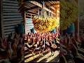 Download Lagu Why the Chinese are feeding chickens bananas?
