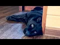 Download Lagu Venza went to the groomer. Luna the panther is waiting for her friend. Greetings from the Cat Café 🐱