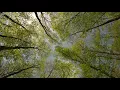 A Quiet Day with Birds Singing and Light Wind in the Green Forest - Sounds for Relaxation and Sleep