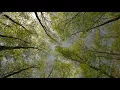 Download Lagu Hari yang Tenang dengan Suara Burung Bernyanyi dan Angin Sepoi-sepoi di Hutan Hijau - Suara untuk Relaksasi dan Tidur
