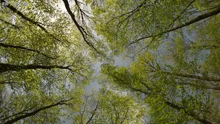 A Quiet Day With Birds Singing And Light Wind In The Green Forest Sounds For Relaxation And Sleep  A Quiet Day With Birds Singing And Light Wind In The Green Forest Sounds For Relaxation And Sleep