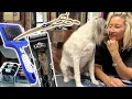 Minimal TOOLS you need to GROOM any DOG and what to buy