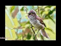 Suara Burung Barred warbler Latihan