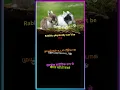 Download Lagu #crazy #crazyfacts #info #rabbit #sick #water #sound #temperature #honey #purehoney #sounds #facts
