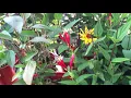 Lowe s and Home Depot Plant Haul Lavender Sweet Romance Anise Hyssop Black Adder Spigelia More