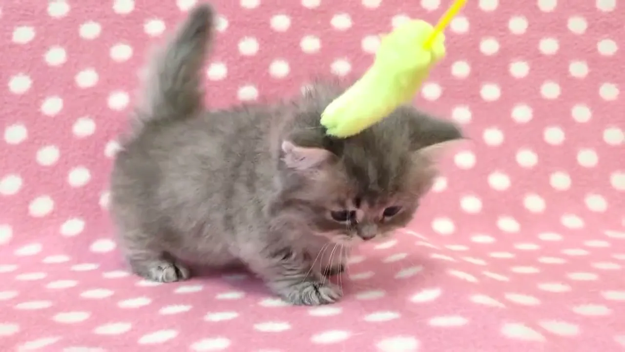 動画
