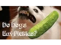 Do Dogs Eat Pickles