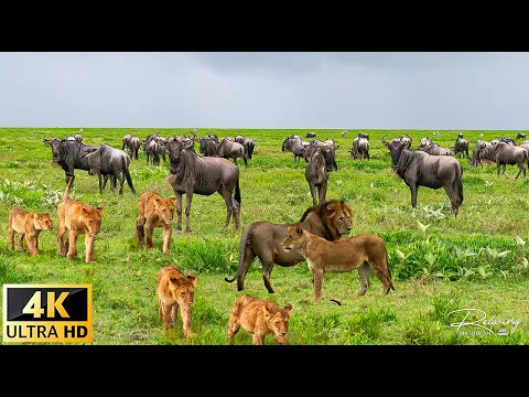 Download MP3 4K Afrikanische Tierwelt: Mamili-Nationalpark, Namibia – Szenischer Tierfilm mit echten Tönen