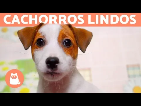 Download MP3 VÍDEOS DE CACHORROS FOFOS EM 4K: por que tão lindos?! 😍