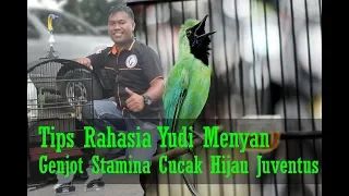 indonesia bird con tips yudi menyan gejot stamina cucak hijau juventus