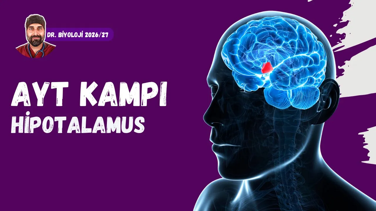 Endokrin Sistem Hipotalamus | Dr. Biyoloji | AYT Dönem 2026 - 2027