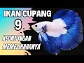 ikan cupang terbaik dan keuntungan memeliharanya !