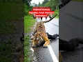 Download Lagu Kejadian Aneh polisi ini tanpa kepala #tiger #animals #harimausumatra #harimau #wildlife #viral