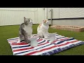 Download Lagu 朝から庭でピクニックを開催したら猫たちの反応が可愛すぎました笑