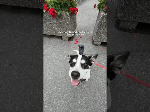 My dog stole the show in Switzerland 🐶🇨🇭 | @insta360  X6 #Shorts #Insta360X6