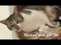 Cleo - Delaware SPCA