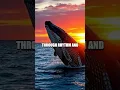 Download Lagu Whale Wonders: Songs of the Seas