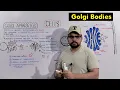 Golgi Apparatus Golgi Complex Structure and Functions Detailed Series