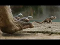 Download Lagu De zoogdieren die de dinosaurussen trotseerden
