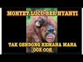 Download Lagu monyet lucu bernyanyi tak gendong kemana mana