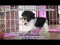 MINI SCHNAUZER PUPPIES FOR SALE GEORGIA LOCAL BREEDERS GWINNETT COUNTY GA