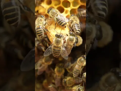 Cracks on the Queen Cell Cap – A New Queen is Coming!  #apiscerana