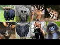 State Animals of NorthEast India NorthEast Indian State Animals