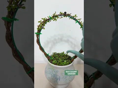 Transform Your Succulents: Fun & Creative Styling Tips