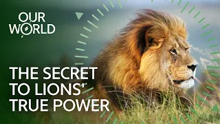 How Teamwork Made Lions Africa's Greatest Predator | Our World