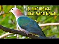 Download Lagu SUARA BURUNG PERGAM GACOR