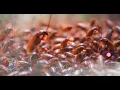 Download Lagu A Bug’s Muzak Tale - Cockroach Mosh Madness!  Full Original Soundtrack Experience