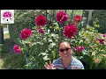 Do Dahlia Seeds Create Dahlia Tubers|Evelyn’s California Garden and Home