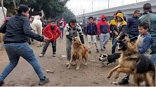 سوق الكلاب بسوق الجمعة السيدة عائشة بالاسعااار جيرمن روت بيتبول دنواه سانت برنارد كين كورسو هاسكى و دندنها