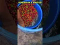 Lagu Proses Pengolahan Kopi | Pencucian dan Sortasi Buah Kopi #petani #pertanian #kopi