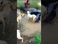 Download Lagu hunting whatsapp status Tamil 💥🔥⚔️ #animal #chippiparai #cute #dog #kanni #pets #tamil #hunting