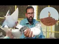 Download Lagu Achi Bagal Par Ki Phechan | Sialkoti Breeder Kabootar || Hashim Mahmood Pigeons