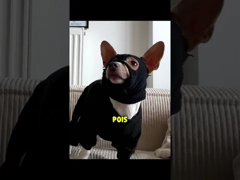 Meu cachorro se FANTASIOU para uma missão! 🐶😅 (parte 02)